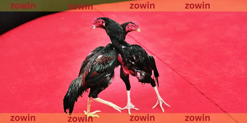 Vảy Gà Huyền Trâm